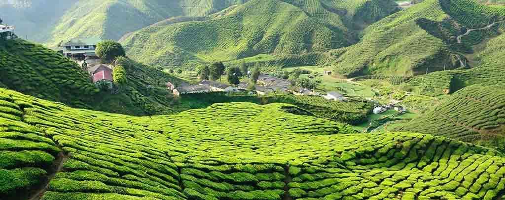 Cameron Highlands in Malaysia