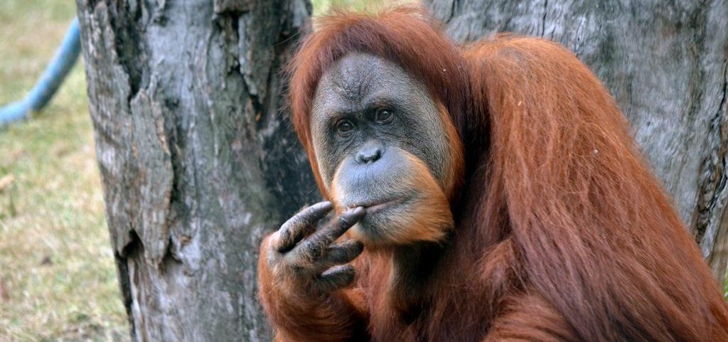 orangutan malaysia