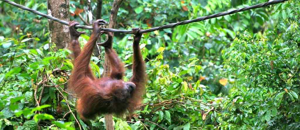 Orang Utans in Sepilok