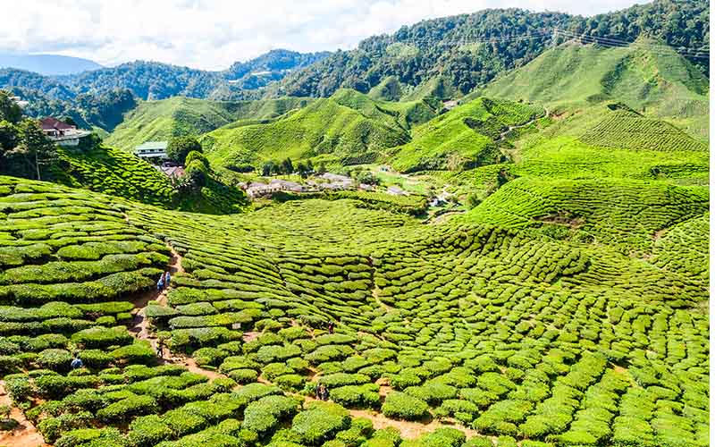 Scenic,Tea,Plantations,In,Cameron,Highlands,Malaysia