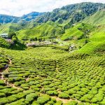 Scenic,Tea,Plantations,In,Cameron,Highlands,Malaysia