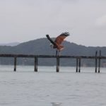 A Sneak Peek into Malaysia’s Top Bird Watching Destinations