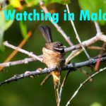 Bird Watching in Malaysia