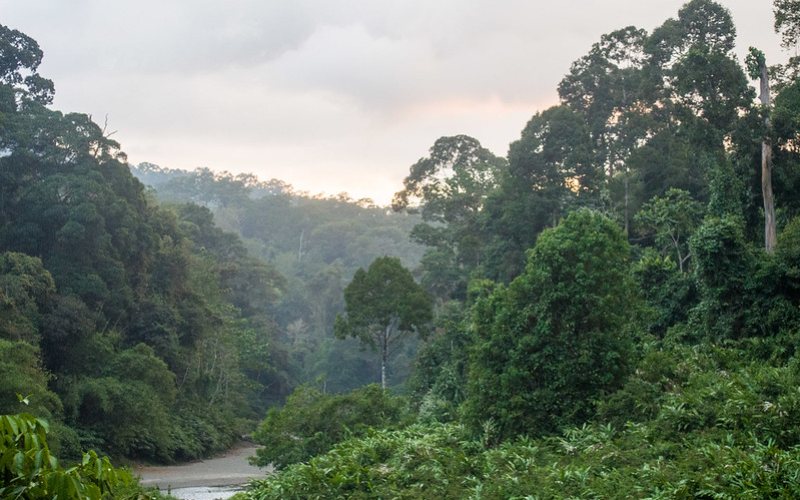conservation rainforest in danum valley